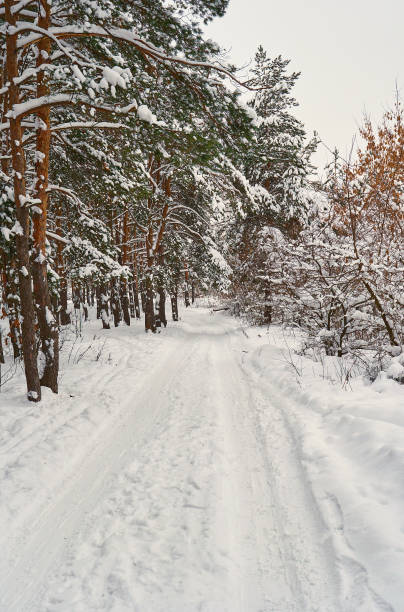 istock snowy road of winter forest 1126863298