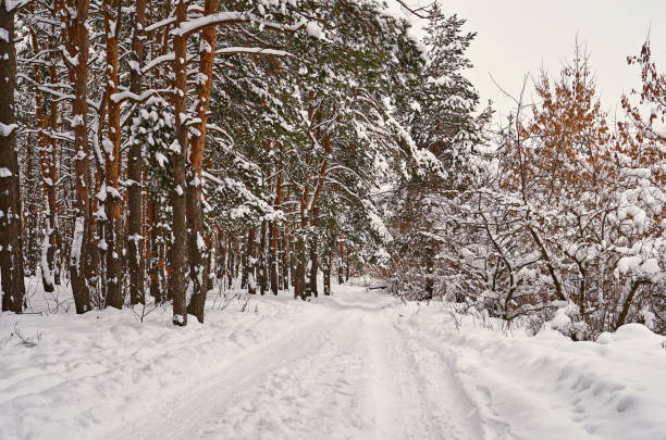 istock snowy road of winter forest 1126863325