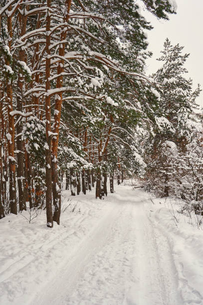 istock snowy road of winter forest 1126863351