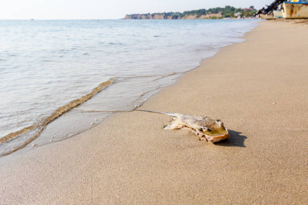 istock Young dead stingray in shallow sea water 1126863709