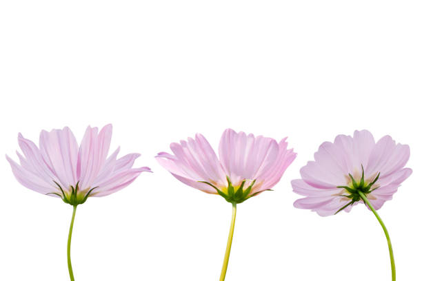 istock Cosmos flower isolated on white background - clipping paths 1126863766