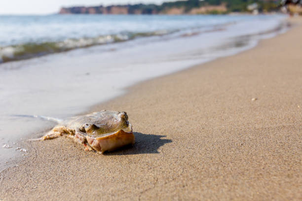istock Young dead stingray in shallow sea water 1126863857