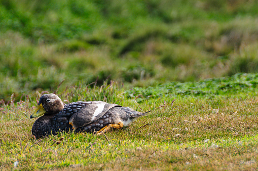 A Falkland Steamer Duck - Tachyeres brachypterus- A rare flightless Bird, spotted on Carcass Island, the Falklands.