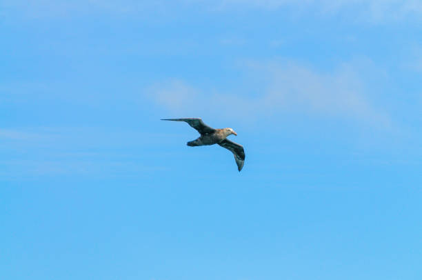 istock A Southern Giant Petrel in Flight 1126864472