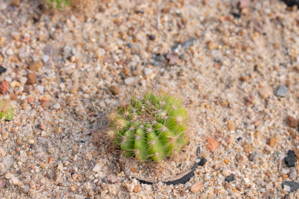 istock cactus plant on the sand. 1126864475