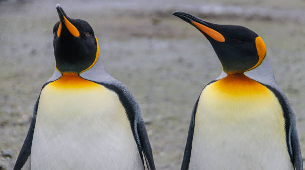 istock King Penguins on Salisbury plains 1126864495