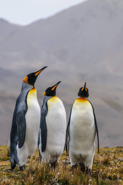 três pinguins rei na baía de fortuna - south georgia falkland islands mode of transport nature - fotografias e filmes do acervo