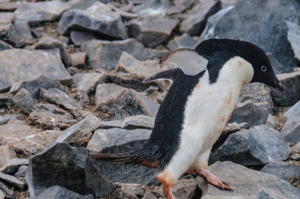 istock Adelie Penguins on Paulet Island 1126864509