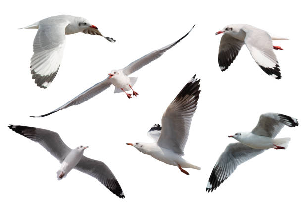 istock Set of seagulls flying isolated on white background 1126864682