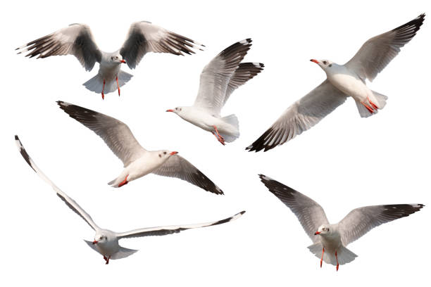 istock Set of seagulls flying isolated on white background 1126864689