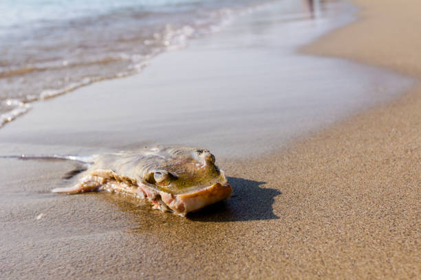 istock Young dead stingray in shallow sea water 1126864720