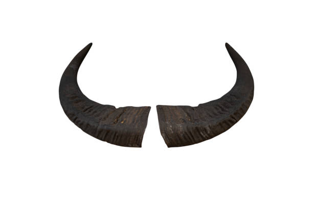 istock Buffalo horn isolated on white background - clipping paths 1126864754