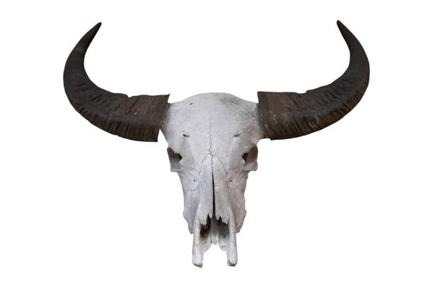 istock Buffalo skull isolated on white background - clipping paths 1126864759