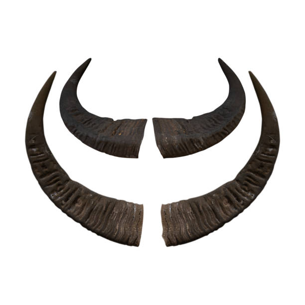 istock Buffalo horn isolated on white background - clipping paths 1126864808