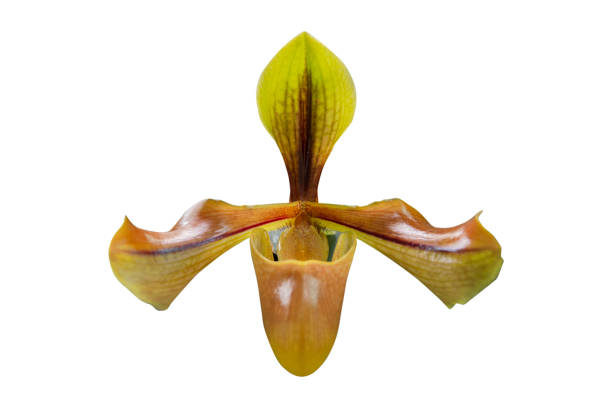 Close - up of orchid (Paphiopedilum Maudiae) isolated on white background - clipping paths.