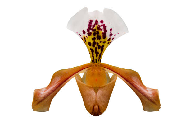 Close - up of orchid (Paphiopedilum Maudiae) isolated on white background - clipping paths.