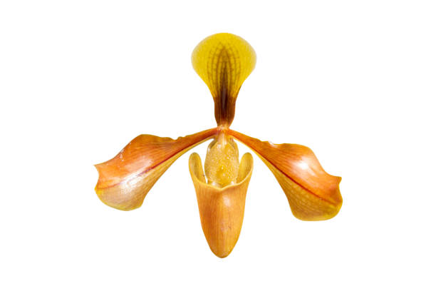 istock Close - up of orchid (Paphiopedilum Maudiae) isolated on white background - clipping paths. 1126865078