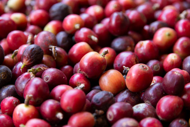 istock Close-up of fresh coffee beans. 1126865213