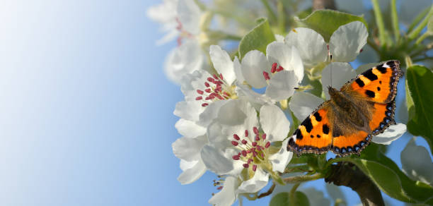 istock Butterfly on pear blossom as a banner 1126865372