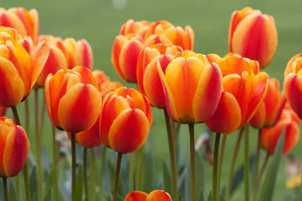 orange-red tulips in the spring garden