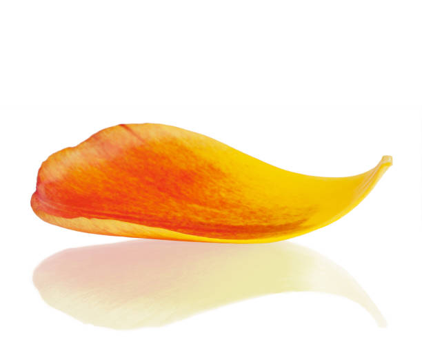 Tulip petal with reflection against white background