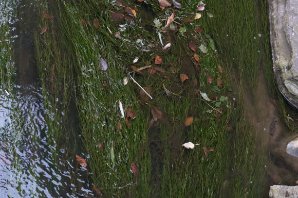 calm flowing water - fotografia de stock