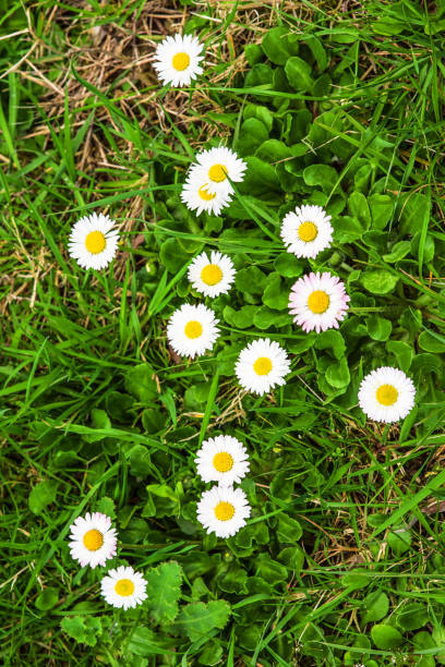 istock Arrival of the first flowers 1126873557