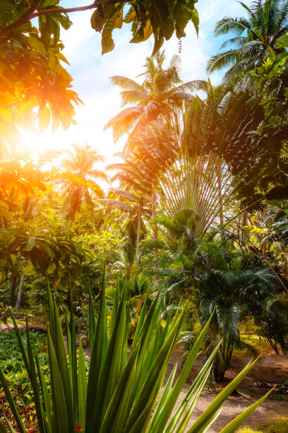 istock Busuanga Paradise Garden 1126873809