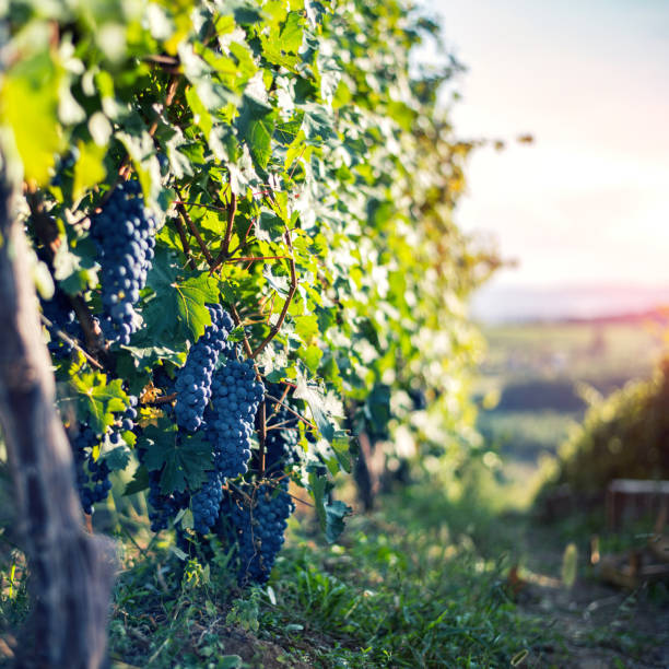 istock Vineyard at autumn harvest 1126873863