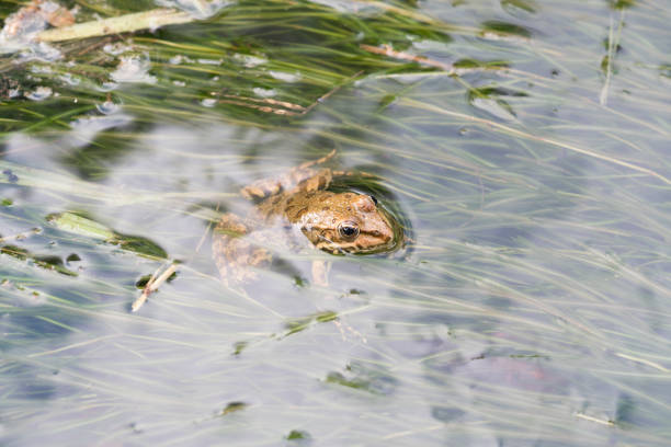 frog in the creek stock photo