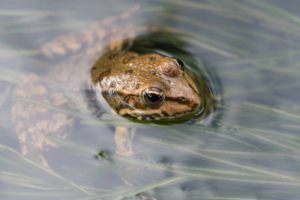 frog in the creek - fotografia de stock