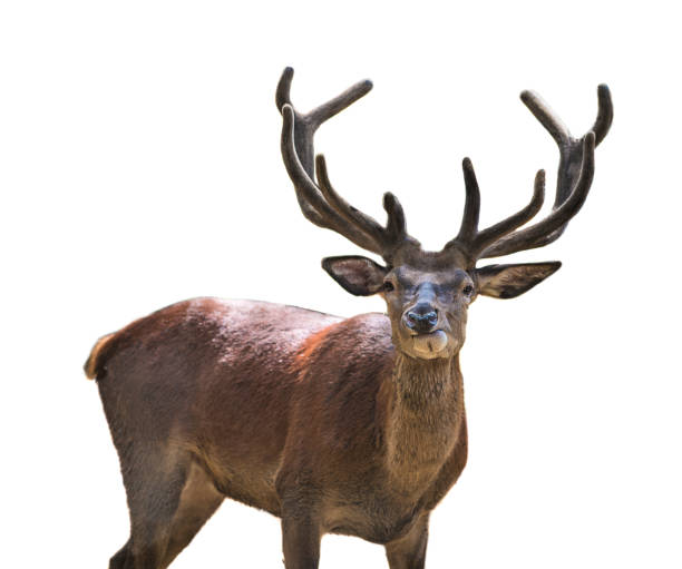 istock Majestic stag with big antlers 1126873959