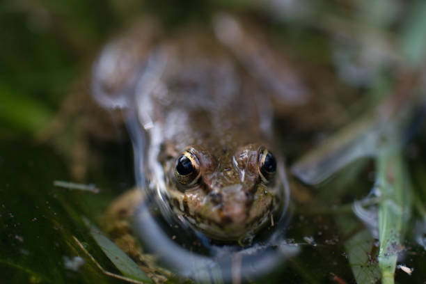 frog in the creek stock photo