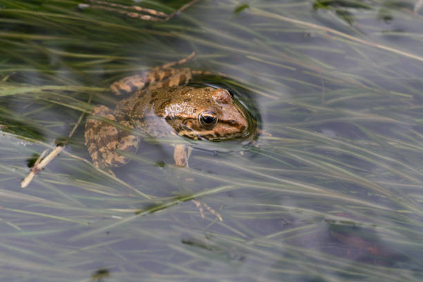 frog in the creek stock photo