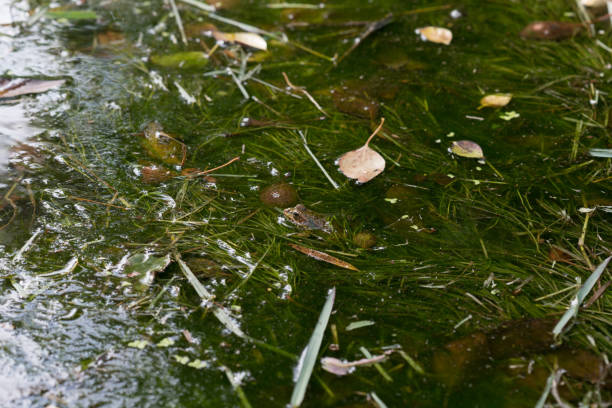 frog in the creek - fotografia de stock