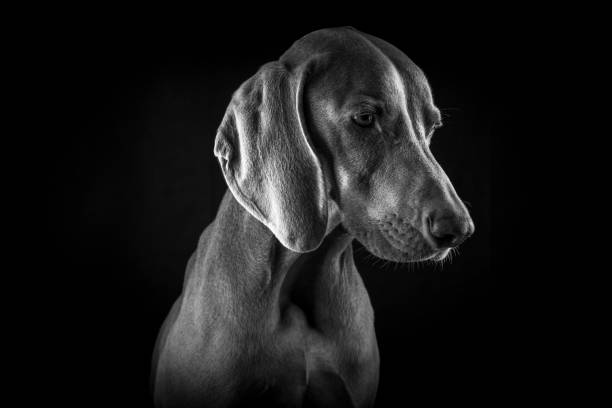 Weimaraner Dog Portraits
