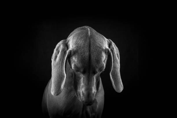 istock Weimaraner Dog Portraits 1126875215