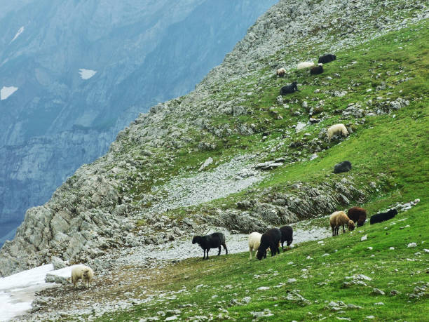istock Sheeps and pastures on tableland mountain ranges Alpstein 1126875222