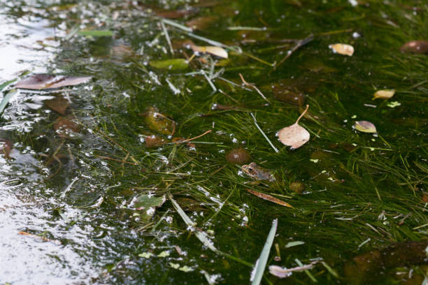 frog in the creek stock photo