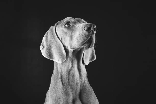 istock Weimaraner Dog Portraits 1126875297