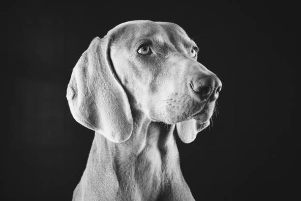 istock Weimaraner Dog Portraits 1126875298