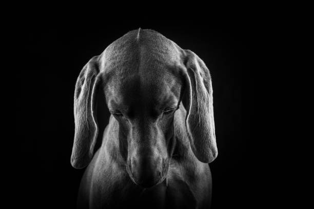 istock Weimaraner Dog Portraits 1126875345