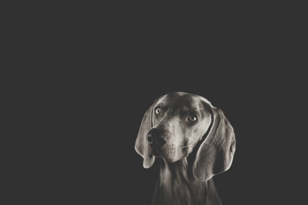 istock Weimaraner Dog Portraits 1126875374