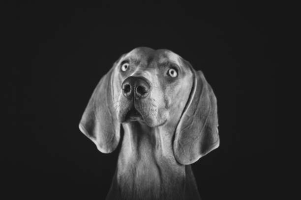 istock Weimaraner Dog Portraits 1126875375