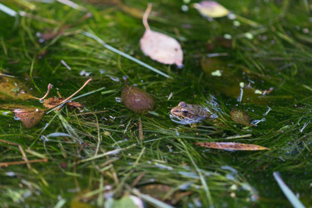 frog in the creek stock photo