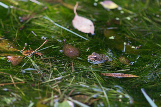 frog in the creek - fotografia de stock