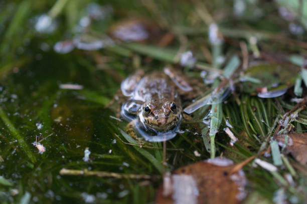 frog in the creek stock photo