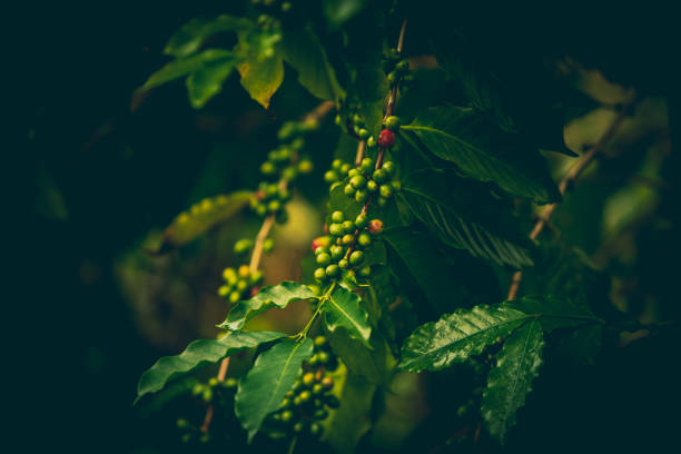 cerezas de café - selective focus coffee coffee crop cafe fotografías e imágenes de stock