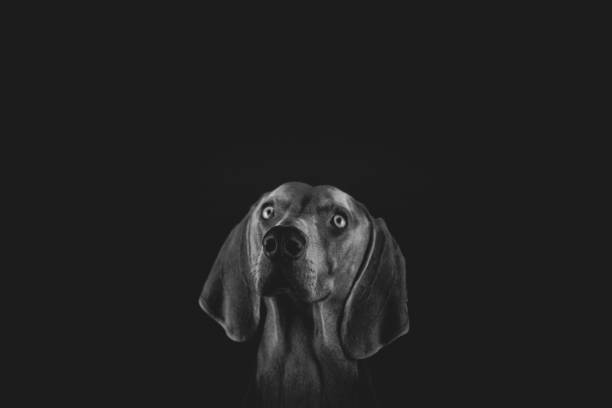 istock Weimaraner Dog Portraits 1126875447