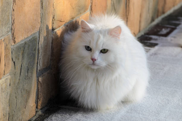 istock A white cat sitting close to wall 1126875638